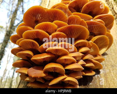 Funghi selvatici su albero Foto Stock