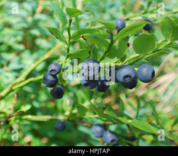 I mirtilli (Vaccinium myrtillus) ramo nella foresta. Foto Stock