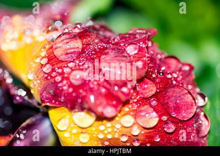 Gocce d'acqua sul fiore Foto Stock