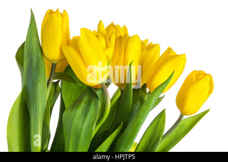 Giallo tulipani isolato con foglie verdi su sfondo bianco Foto Stock