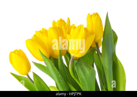 Giallo tulipani isolato con foglie verdi su sfondo bianco Foto Stock