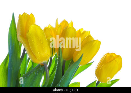 Giallo tulipani isolato con foglie verdi su sfondo bianco Foto Stock