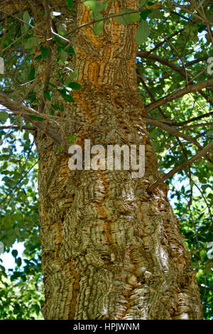 La corteccia di sughero della quercia Foto Stock