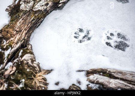Inverno Albro lago coperto di neve con Albero appassito e cane impronte in Dartmouth Foto Stock