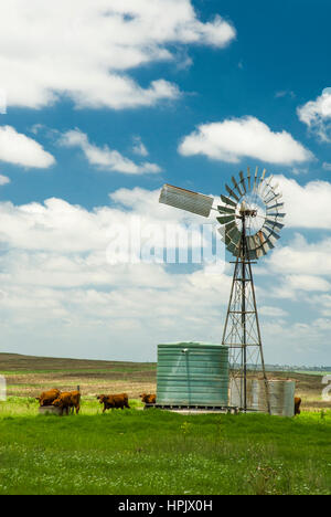 Bovini di acqua ad un mulino a vento-alimentato attraverso il Darling Downs del sud Queensland, Australia Foto Stock