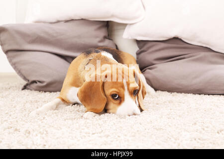 Triste cucciolo beagle su morbido tappeto. Cane giocare sul pavimento. Cane Beagle in ambienti chiusi. Colore di sfondo con il cane. Foto Stock