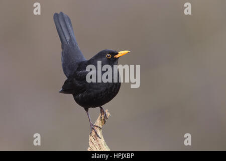 Merlo (Turdus merula), maschio seduto sul tronco di albero, Siegerland, Nord Reno-Westfalia, Germania Foto Stock