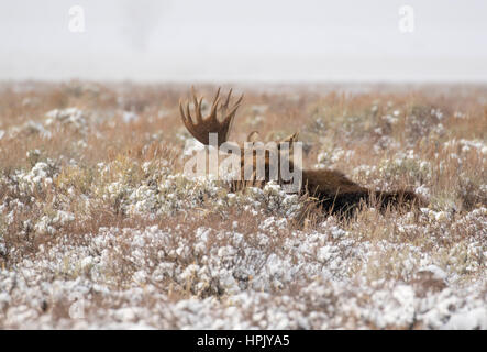 Bull moose con uno corna, altre corna sono andati persi in lotta durante rut, ruminating in prato di sagebrush Foto Stock