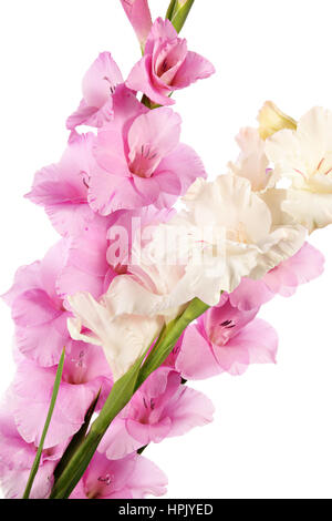 Rosa e Bianco gladiolus fiori isolati su sfondo bianco Foto Stock