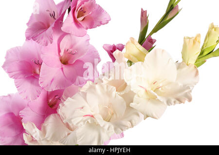 Rosa e Bianco gladiolus fiori isolati su sfondo bianco Foto Stock