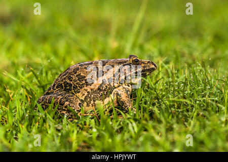 Bullfrog indiano Foto Stock