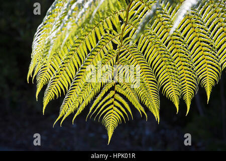 Parco Nazionale di Abel Tasman, Tasmania, Nuova Zelanda. Frond retroilluminato di un albero nero fern (Cyathea medullaris). Foto Stock