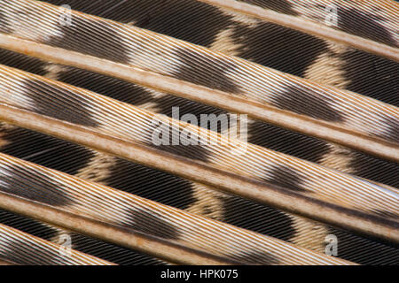 Fagiano maschio Phasianus colchicus ala piume Foto Stock