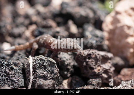 Gran Canaria Baby Gecko su rocce laviche Foto Stock