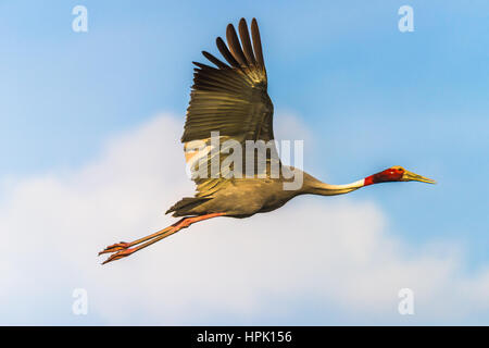 Gru Sarus battenti isolato in blue skye Foto Stock