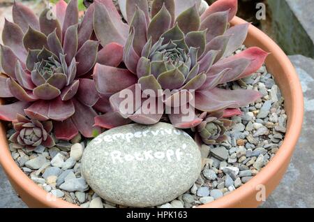 Sempervivium Rotkopf Semprevivo o gallina e pulcini crescono in una pentola terrecotta Foto Stock