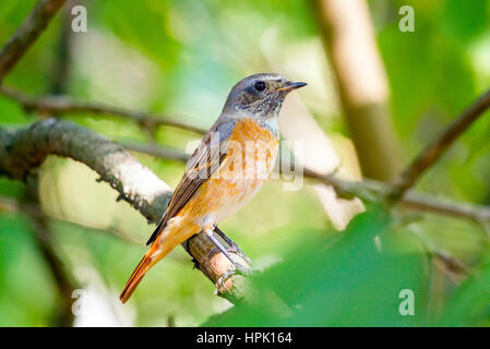 Giovani comuni (Redstart Phoenicurus phoenicurus) bird seduto su un ramo in un fresco verde lascia lo sfondo Foto Stock