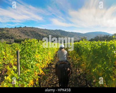 Equitazione in vigna Matetic campi, Rosario Valley, vicino a Santiago - Cile Foto Stock