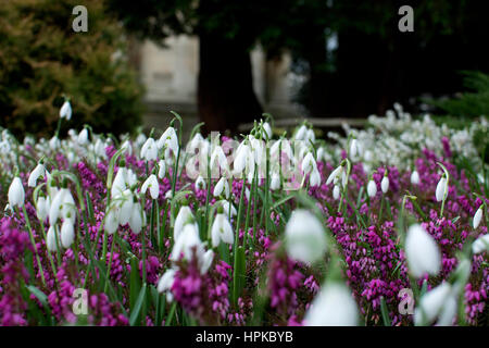 Leamington Spa Warwickshire, Regno Unito. Il 23 febbraio, 2017. Snowdrop e heather fiori schiarire le cose in Jephson Gardens in una giornata in cui gran parte del paese vive in condizioni metereologiche estreme con alta venti causando danni diffusi. Credito: Colin Underhill/Alamy Live News Foto Stock