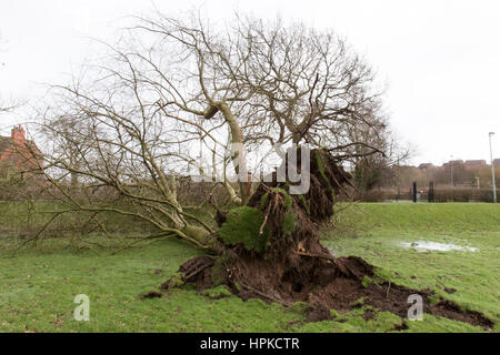 Parco Bramshall, Uttoxeter, Regno Unito. Il 23 febbraio, 2017. Regno Unito Meteo. Alta venti e tempeste causati dalla tempesta Doris causare un grande albero e radici per essere capovolta in Bramshall Park, Uttoxeter, Staffordshire. 23/02/17. Credito: Richard Holmes/Alamy Live News Foto Stock