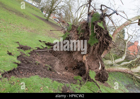 Parco Bramshall, Uttoxeter, Regno Unito. Il 23 febbraio, 2017. Regno Unito Meteo. Alta venti e tempeste causati dalla tempesta Doris causare un grande albero e radici per essere capovolta in Bramshall Park, Uttoxeter, Staffordshire. 23/02/17. Credito: Richard Holmes/Alamy Live News Foto Stock