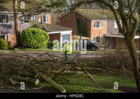 Staffordshire, West Midlands, Regno Unito. Il 23 febbraio, 2017. Tempesta Doris pastelle Staffordshire nel West Midlands. Vento con raffiche fino a 65 mph abbattere un albero immenso su Woodfields Drive, Lichfield, Staffordshire, bloccando la strada e i residenti di arresto alla fine della culdesac da lasciare nelle loro automobili. Come risorse del Consiglio sono tese a limitare i residenti locali impostato per lavorare con i propri motoseghe e assi per cancellare gli enormi alberi e detriti dalla mano. Credito: Richard Grange/Alamy Live News Foto Stock