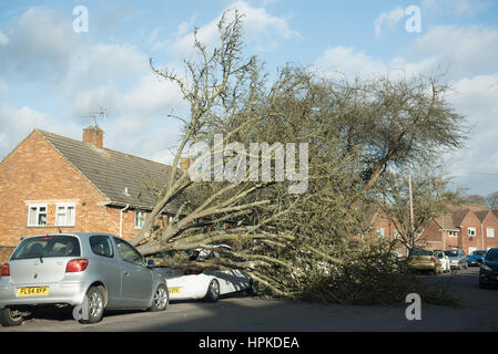 Winchester, Hampshire, Regno Unito. Il 23 febbraio 2017. Regno Unito Meteo, Storm Doris devastazione attraverso hampshire come due vetture sono schiacciati da un grande albero in Winnall, Winchester. Credito: Sarà Bailey/Alamy Live News Foto Stock