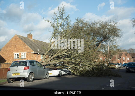 Winchester, Hampshire, Regno Unito. Il 23 febbraio 2017. Regno Unito Meteo, Storm Doris devastazione attraverso hampshire come due vetture sono schiacciati da un grande albero in Winnall, Winchester. Credito: Sarà Bailey/Alamy Live News Foto Stock