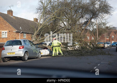 Winchester, Hampshire, Regno Unito. Il 23 febbraio 2017. Regno Unito Meteo, Storm Doris devastazione attraverso hampshire come due vetture sono schiacciati da un grande albero in Winnall, Winchester. Credito: Sarà Bailey/Alamy Live News Foto Stock