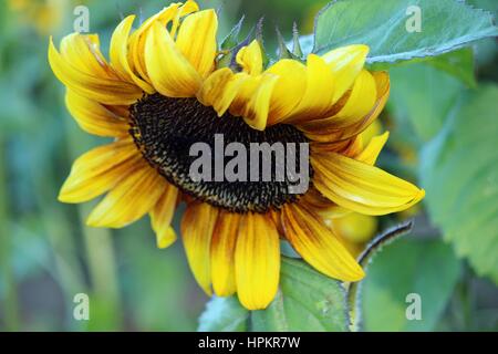 Un girasole Helianthus annuus che fiorisce in autunno Foto Stock