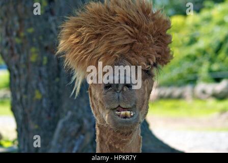 Un alpaca avente cattivo giorno per capelli Foto Stock