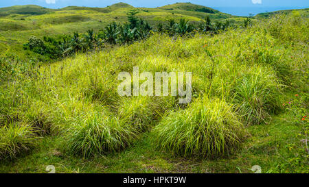 Palm Oasis in Wisata Bukit Teletubbies Hill, Nusa Penida Island, Bali, Indonesia Foto Stock