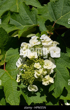 Hydrangea quercifolia Foto Stock