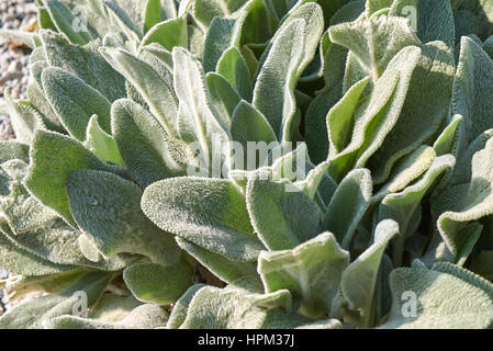 Stachys byzantina Foto Stock