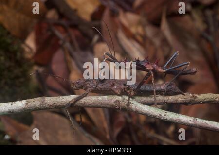 Una coniugata coppia di Gecko Stick insetti (Hoploclonia gecko) su un ramoscello in Kubah National Park, Sarawak, Est Malesia, Borneo Foto Stock