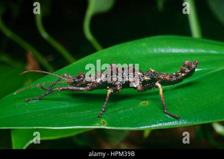 Un pungenti, spessa bacchetta femmina insetto (Osa ulula) su una foglia nella foresta pluviale in Santubong National Park, Sarawak, Est Malesia, Borneo Foto Stock