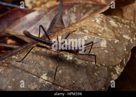 Un maschio Gecko Stick insetto (Hoploclonia gecko) su una foglia morta in Santubong National Park, Sarawak, Est Malesia, Borneo Foto Stock