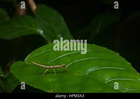 Un minuscolo insetto stick (fasmide) su una foglia nella foresta pluviale in Batang Kali, Selangor, Malaysia Foto Stock