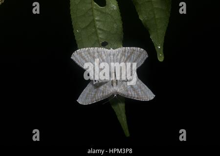 Una coniugata coppia di falene su una foglia nella foresta pluviale a Ulu Semenyih, Selangor, Malaysia Foto Stock