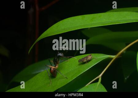 Una Foresta Gigante Ant (Dinomyrmex gigas) e la piccola tramoggia (Cicadellidae) su una foglia nella foresta pluviale in Santubong National Park, Stati di Sarawak, nel Borneo, Foto Stock