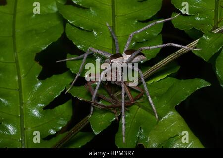 Un comune bianco-fiancheggiata ragno acqua (Nilo albocinctus) mangiando un altro spider nella foresta pluviale in Ulu Semenyih, Selangor, Malaysia Foto Stock