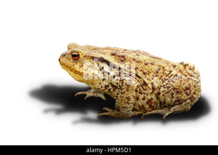 Il rospo comune su sfondo bianco con ombre ( Bufo, adulto animale selvatico ) Foto Stock