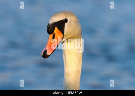 Ritratto di wild cigno su blu al di fuori della messa a fuoco lo sfondo colorato ( Cygnus olor ) Foto Stock