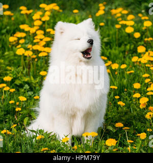 Funny giovani sorridenti bianco Samoiedo cane o Bjelkier, Smile, Sammy sbadigli a molla verde prato con fiori gialli. Giocoso Pet all'esterno. Foto Stock