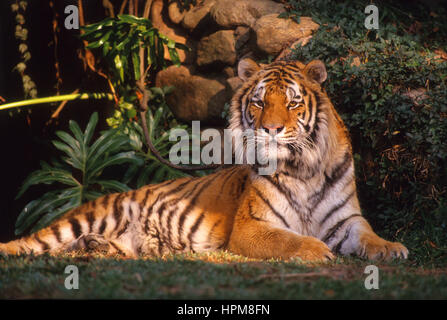 Tiger è il gatto più grande del mondo Foto Stock