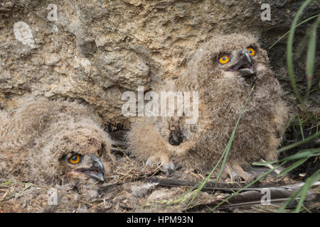 2 hiboux au nid sur une falaise Foto Stock