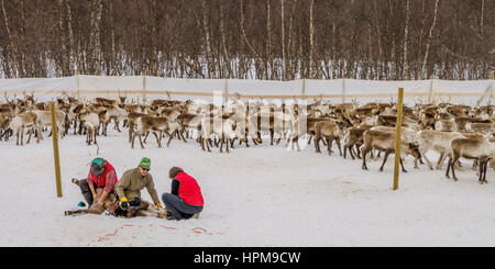 La renna imbrancandosi, l'Area Laponian, un patrimonio mondiale ubicazione, Svezia settentrionale Foto Stock