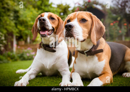 Due beagles che stabilisce di erba Foto Stock