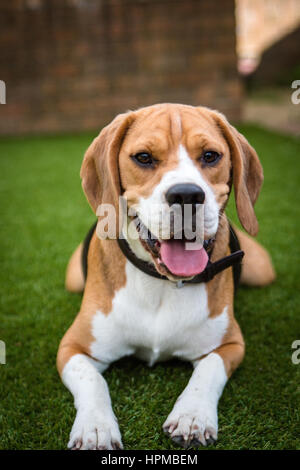 Beagle che stabilisce su erba guardando la fotocamera Foto Stock