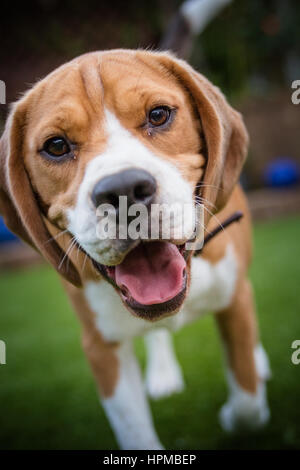 Beagle che stabilisce su erba guardando la fotocamera Foto Stock